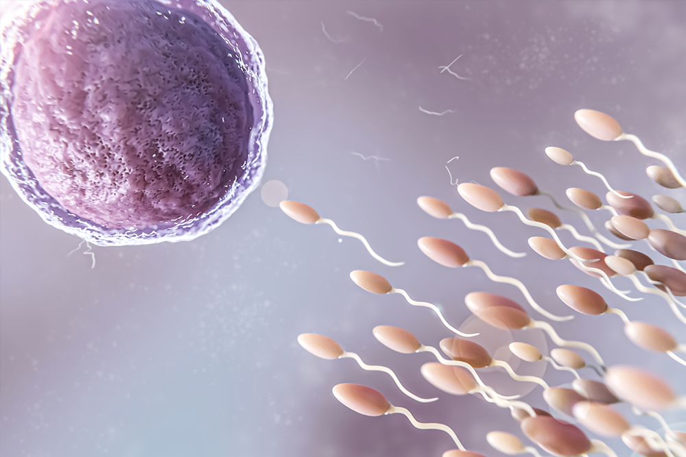 Spermiyogram (Kruger) Testi Nedir? Sperm Testi ve Sperm Morfolojisi Analizi
